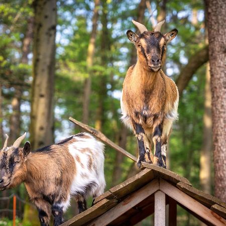 Stara Soncna Hisa Appartement Radovljica Buitenkant foto